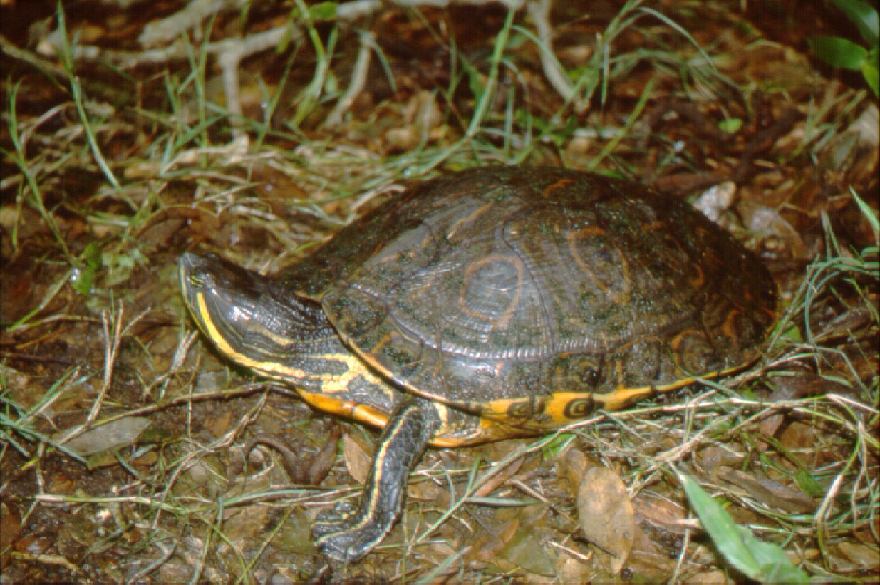 La Tortuga Pinta (Trachemys venusta) es la especie que permanece mayor tiempo asoleándose sobre los pantanos y puede observarse fácilmente.